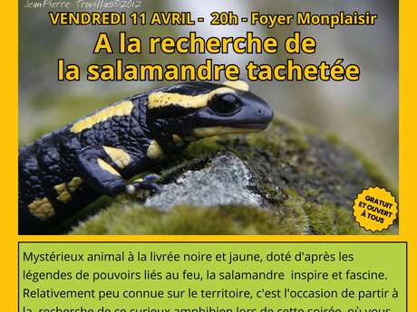 A la recherche de la salamandre tachetée