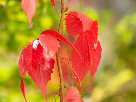 Atelier ALTEC (6-8 ans) - Les couleurs de la nature