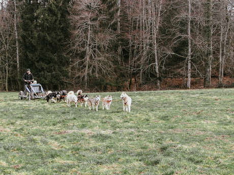 Balade cani-kart en forêt