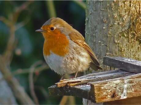La Biodiversité au jardin; comment préparer le printemps