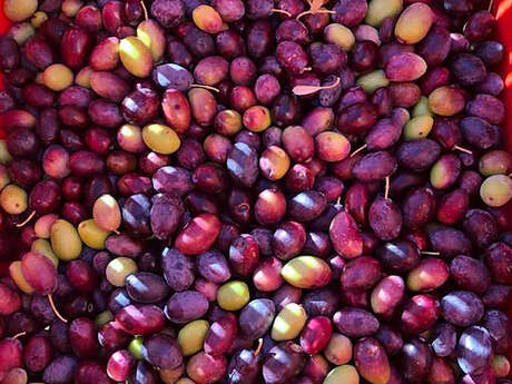 Domaine Oléicole de Camp Joyeux