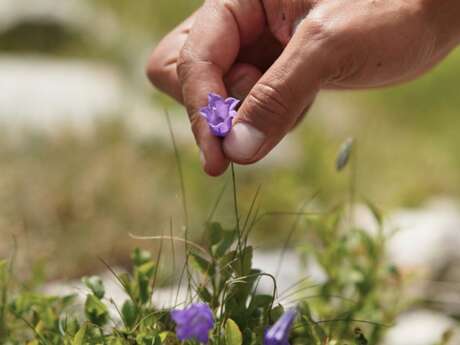 Atelier plantes et cuisine - Wacohe