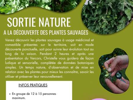 A la découverte des plantes sauvages