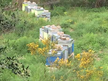 The Baudouvin apiary