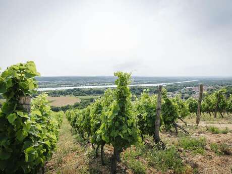 Culture et Vins au Domaine Anthony Paret