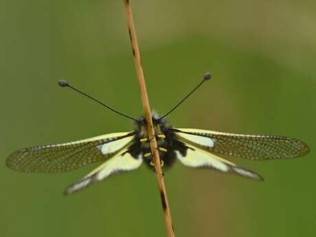 JC Capel : exposition photo sur l’ascalaphe soufré