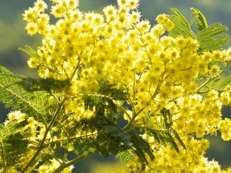 92a Festa del Limone® - Escursione al limone