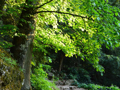 RDVduParc • Bain de forêt