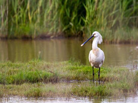 Spiele und Kreativworkshops für Kinder rund um die Sümpfe
