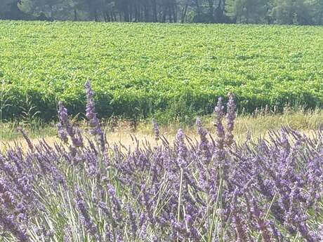 Domaine Les Toulons