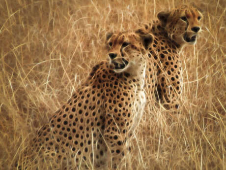 Rencontre en terre africaine