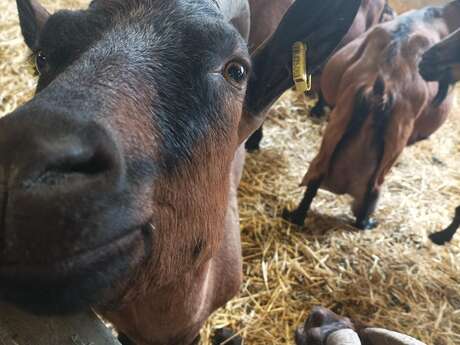 Traite et p'tit déj à la ferme