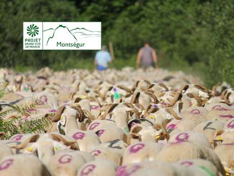 Transhumance des brebis tarasconnaises