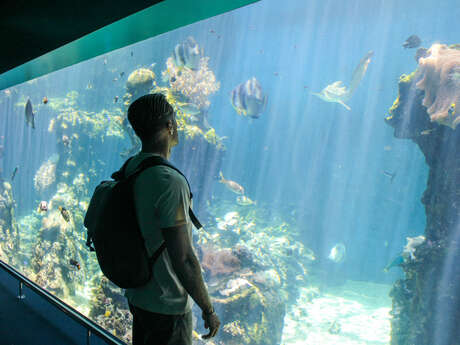 Hop On Hop Off + Aquarium des Lagons (Nouméa Double Deckers)