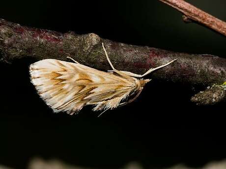 Inventaire des hétérocères du Lubéron