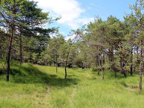 Hiking loop: à travers les Grands Bois