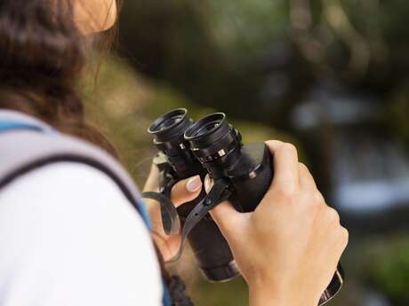 Eurobirdwatch, les oiseaux en migration