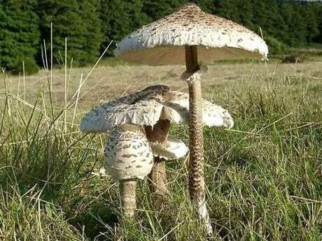 Conférence "les champignons : maillon faible de la biodiversité"