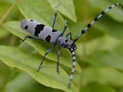 En quête d'insectes