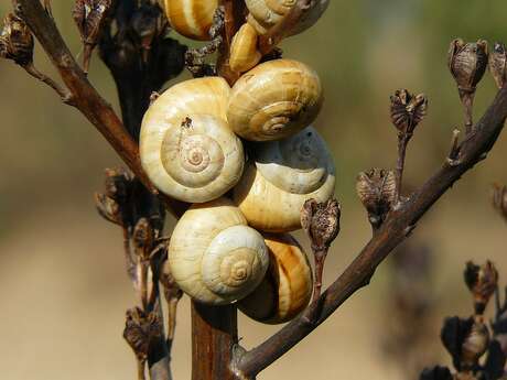 Les Escargots de Valerie