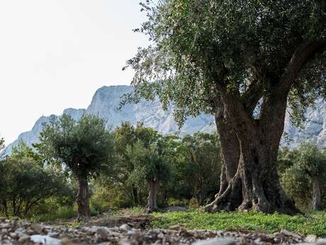 Héritage Victoire - L'art de l'huile d'olive