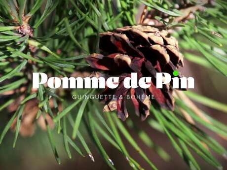 Pomme de pin