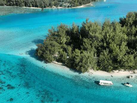 Moorea Mahana Tours - Whale watching tours