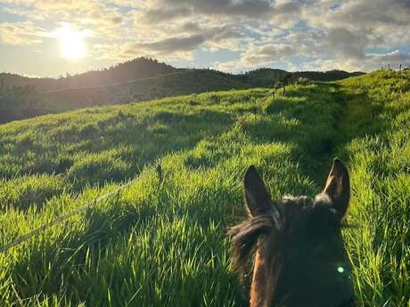 Horse riding lessons