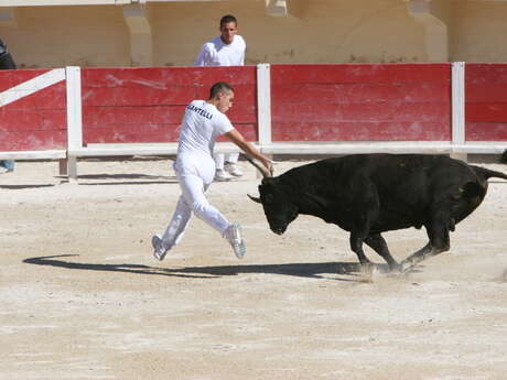 Course camarguaise aux arènes - niveau Avenir