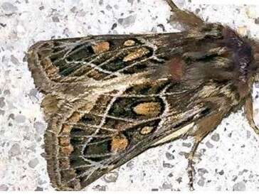 Sortie naturaliste : Inventaire photographique des papillons de nuit