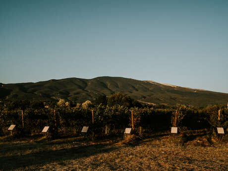 Parcelle pédagogique - VMV Vignerons du Mont-Ventoux