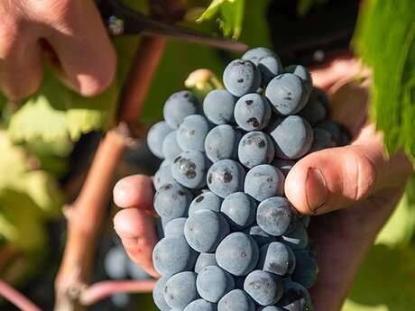 Atelier : la taille des vignes