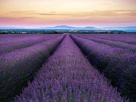 Excursion en bus au Plateau de Valensole