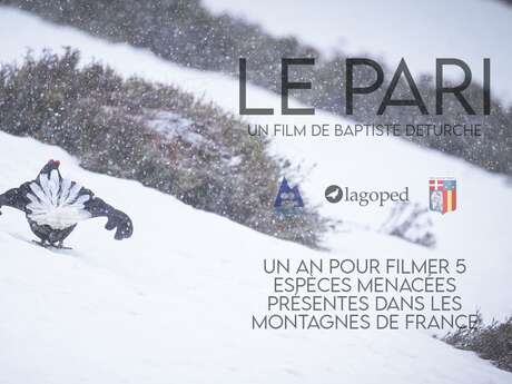 Le pari, cinq oiseaux de nos montagnes