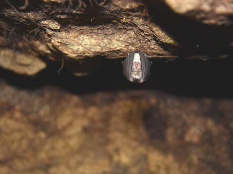 #RDVduParc • À l'écoute des chauves-souris