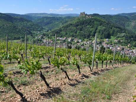 Les vignes