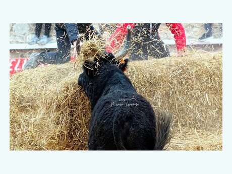 Bullfighting day at the Manade Gillet