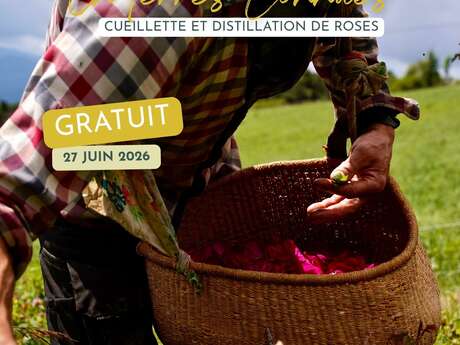 Rendezvous in familiar territory: Rose picking and distillation.