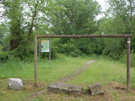 Sentier de la forêt vierge