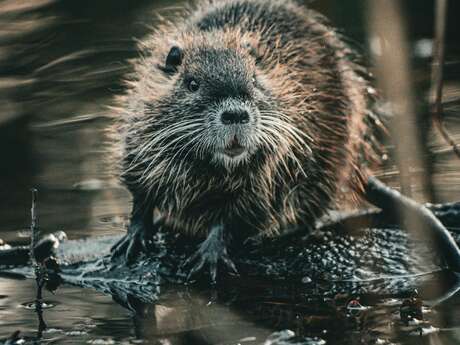 Rencontre au bord de l'eau