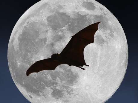 Notte internazionale dei pipistrelli: osservazione e narrazione in movimento