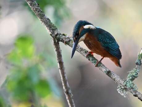 Le bec de Dore et ses oiseaux