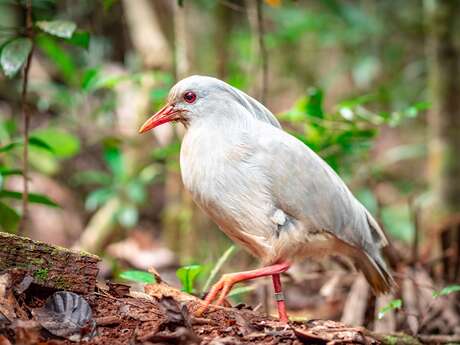 Calédonia Birds - Parc des Grandes Fougères