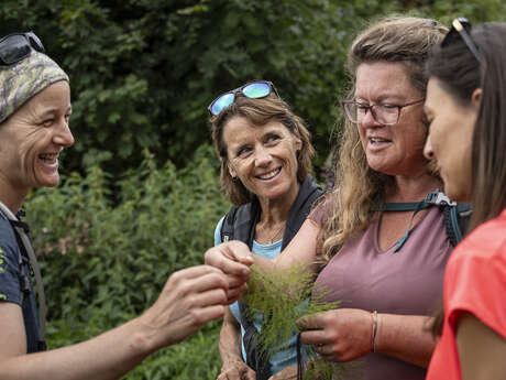 Edible and medicinal wild plants: course