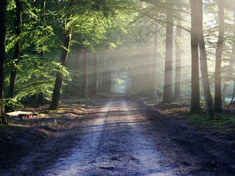 Randonnée - Le bois du Defends à Greoux les Bains