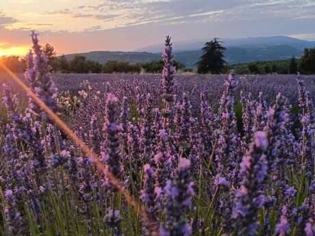 Excursion : Coucher de soleil dans les lavandes - LT5