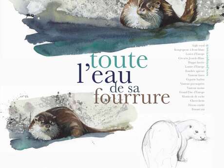 Exposition -Toute l'eau de sa fourrure