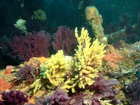 Écran nature : Sous la surface - les trésors vivants de Porquerolles