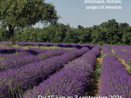 Exposition " Histoire(s) de lavandes "