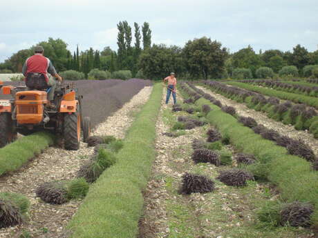 Les Senteurs d'Elodie